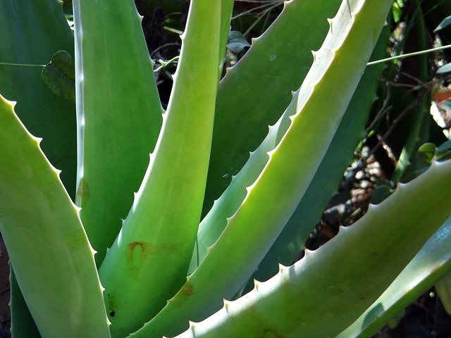 aloe-vera