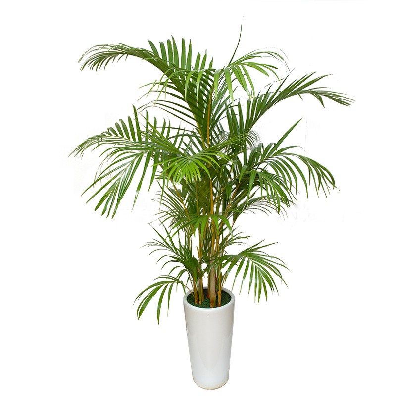 areca-palm-treeofe-029