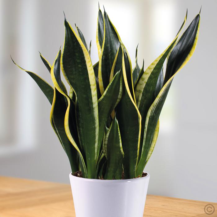 sanseveria