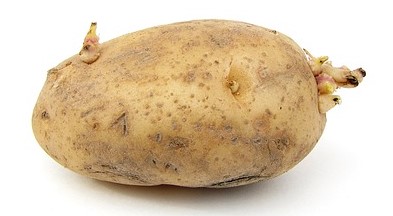 aardappel met uitlopers
